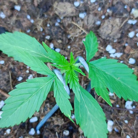 Critical Auto XXL #2 growlog photo: J+19