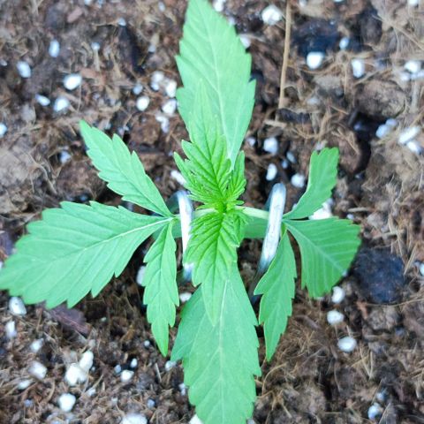 Critical Auto XXL #2 growlog photo: J+19
