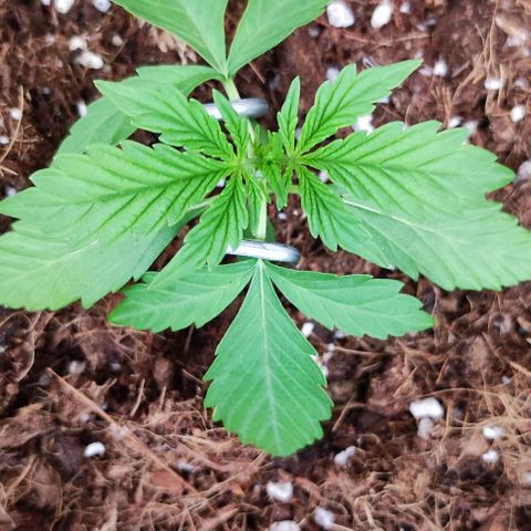 Critical Auto XXL #2 growlog photo: J+20