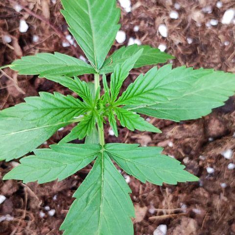 Critical Auto XXL #2 growlog photo: J+20
