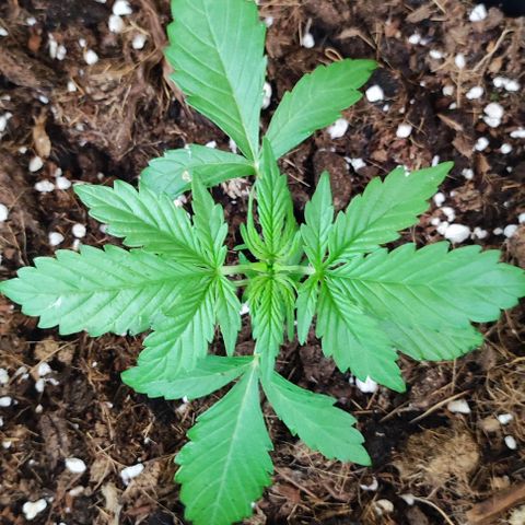 Critical Auto XXL #2 growlog photo: J+22