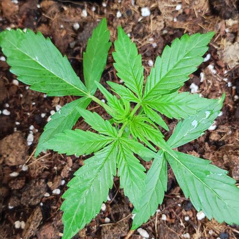 Critical Auto XXL #2 growlog photo: J+22