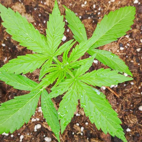 Critical Auto XXL #2 growlog photo: J+23