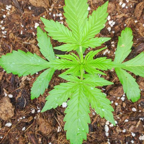 Critical Auto XXL #2 growlog photo: J+23
