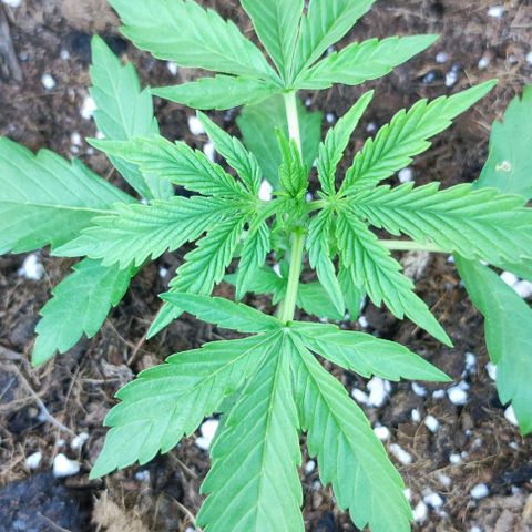 Critical Auto XXL #2 growlog photo: J+24