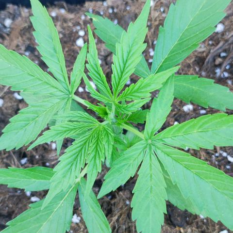 Critical Auto XXL #2 growlog photo: J+24