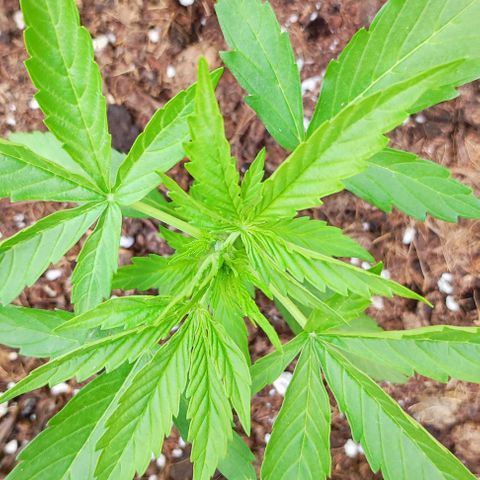 Critical Auto XXL #2 growlog photo: J+25