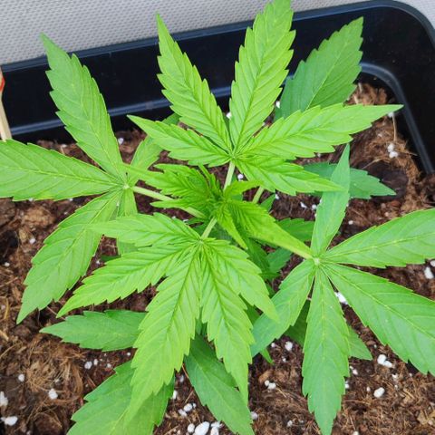 Critical Auto XXL #2 growlog photo: J+26