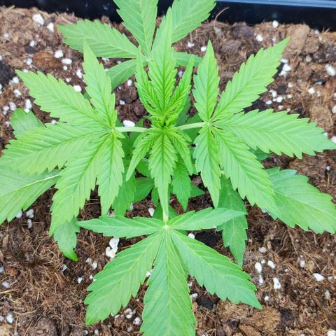Critical Auto XXL #2 growlog photo: J+26