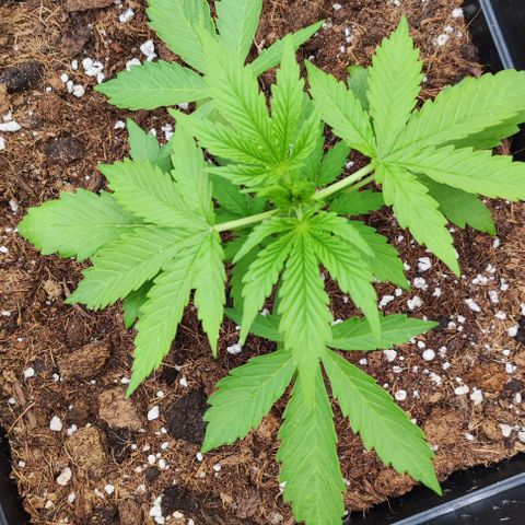 Critical Auto XXL #2 growlog photo: J+27