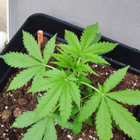 Critical Auto XXL #2 growlog photo: J+29 Plante n°1 hermaphrodite, à jeter.