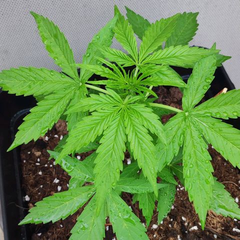 Critical Auto XXL #2 growlog photo: J+29 Plante n°1 hermaphrodite, à jeter.