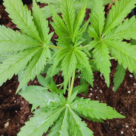 Critical Auto XXL #2 growlog photo: J+30