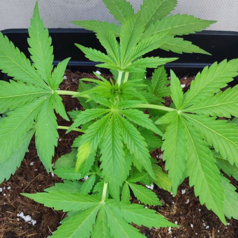 Critical Auto XXL #2 growlog photo: J+31