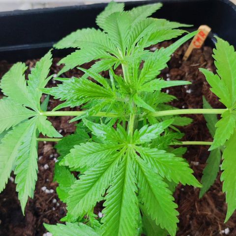 Critical Auto XXL #2 growlog photo: J+32