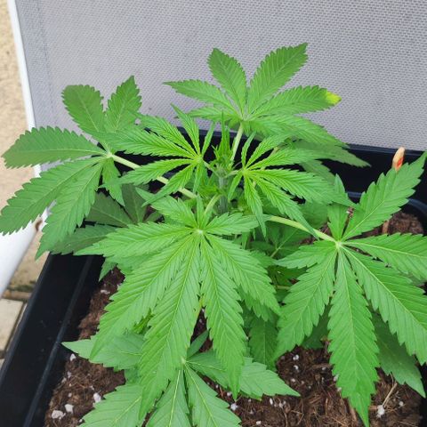 Critical Auto XXL #2 growlog photo: J+33