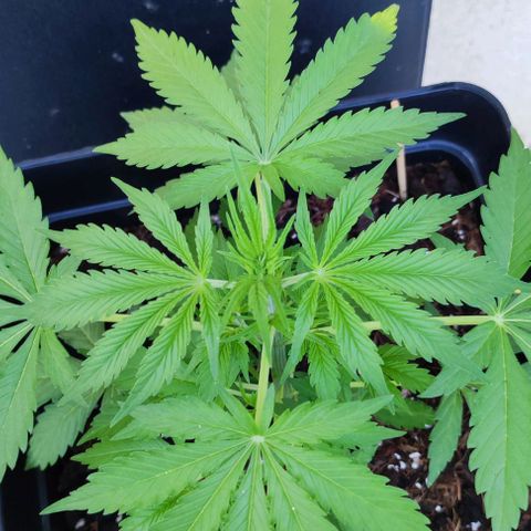 Critical Auto XXL #2 growlog photo: J+34