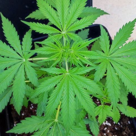 Critical Auto XXL #2 growlog photo: J+35