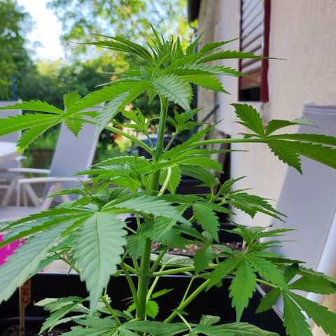 Critical Auto XXL #2 growlog photo: J+36