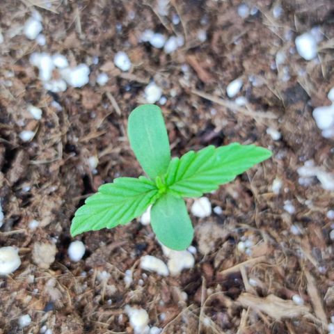 Mimosa orange punch Auto growlog photo: J+7