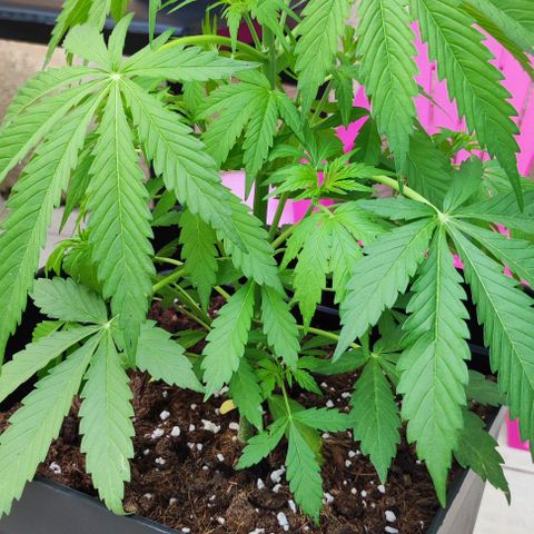 Critical Auto XXL #2 growlog photo: J+37