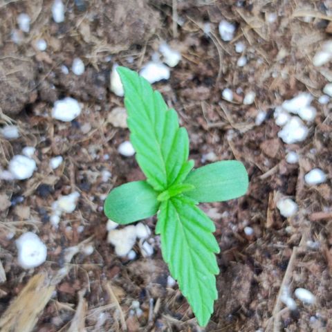 Mimosa orange punch Auto growlog photo: J+8
