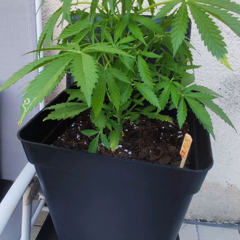 Critical Auto XXL #2 growlog photo: J+38