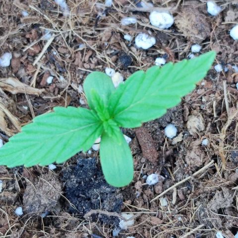 Mimosa orange punch Auto growlog photo: J+9
