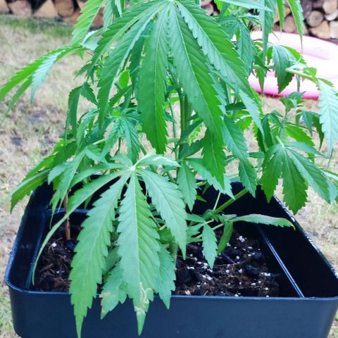 Critical Auto XXL #2 growlog photo: J+39