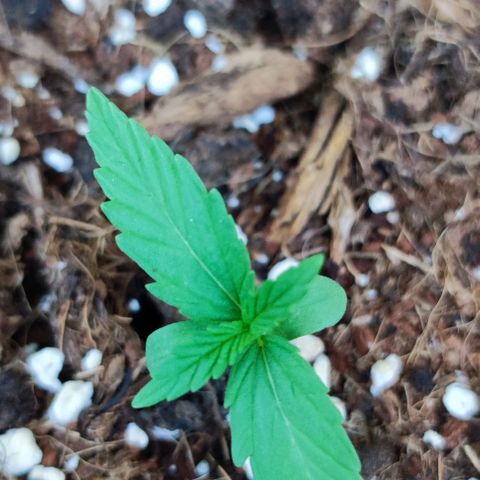 Mimosa orange punch Auto growlog photo: J+10