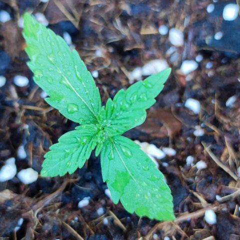 Mimosa orange punch Auto growlog photo: J+11