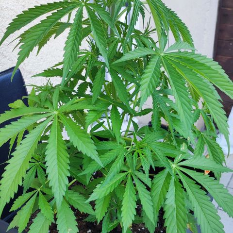 Critical Auto XXL #2 growlog photo: J+40