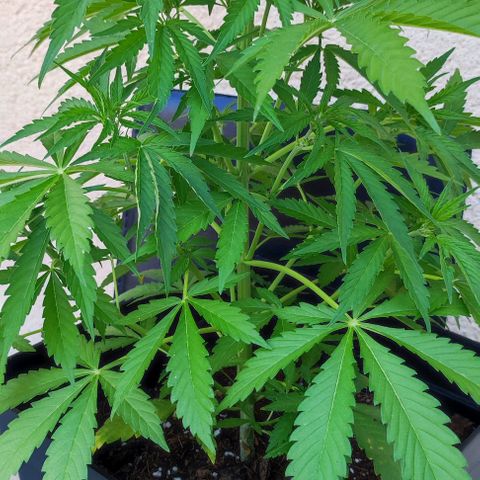 Critical Auto XXL #2 growlog photo: J+41
