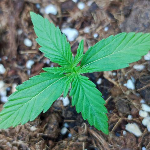 Mimosa orange punch Auto growlog photo: J+12
