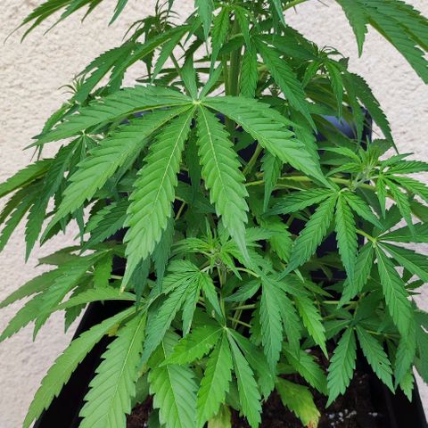 Critical Auto XXL #2 growlog photo: J+42