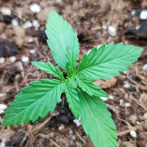 Mimosa orange punch Auto growlog photo: J+13