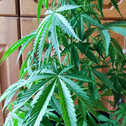 Critical Auto XXL #2 growlog photo: J+43