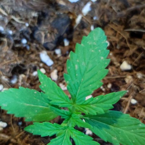 Mimosa orange punch Auto growlog photo: J+14
