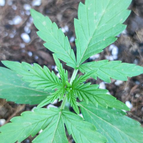 Mimosa orange punch Auto growlog photo: J+16