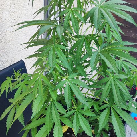 Critical Auto XXL #2 growlog photo: J+45