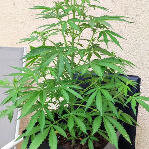 Critical Auto XXL #2 growlog photo: J+46