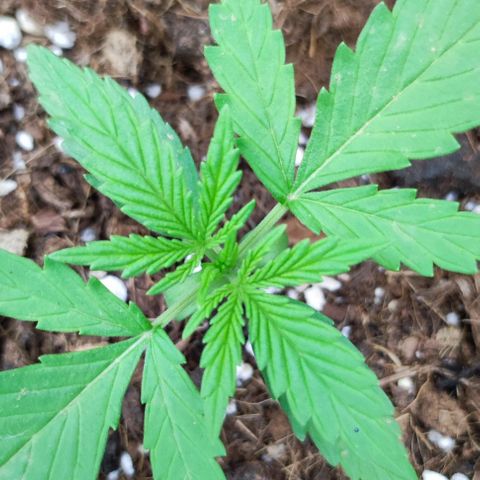 Mimosa orange punch Auto growlog photo: J+17
