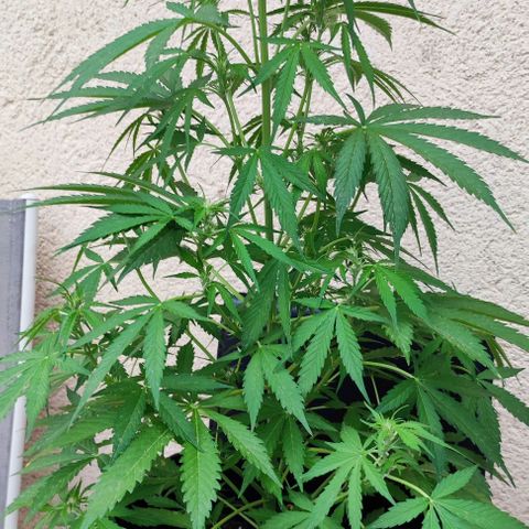 Critical Auto XXL #2 growlog photo: J+47