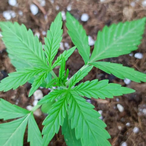 Mimosa orange punch Auto growlog photo: J+18
