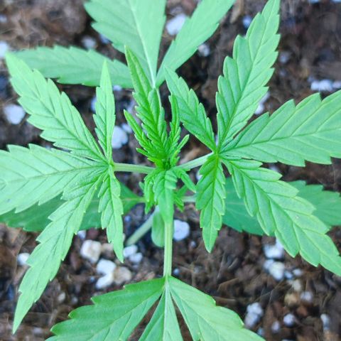 Mimosa orange punch Auto growlog photo: J+19