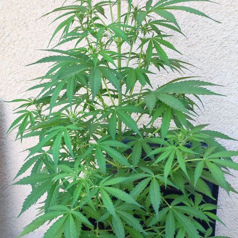 Critical Auto XXL #2 growlog photo: J+48