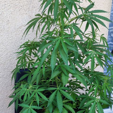 Critical Auto XXL #2 growlog photo: J+49