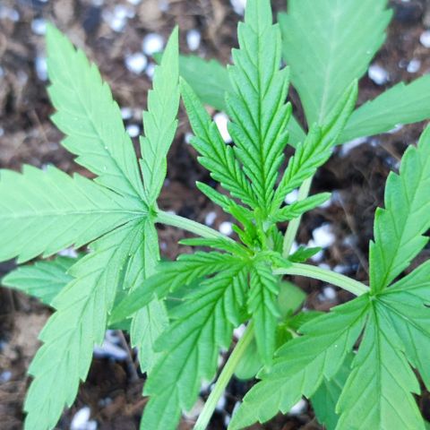 Mimosa orange punch Auto growlog photo: J+20