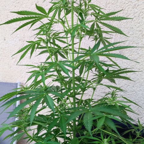 Critical Auto XXL #2 growlog photo: J+50