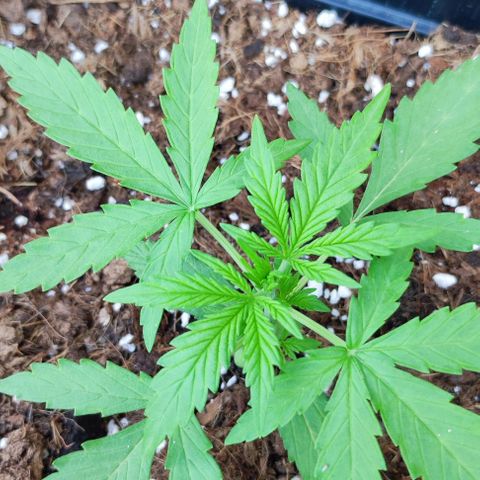 Mimosa orange punch Auto growlog photo: J+21